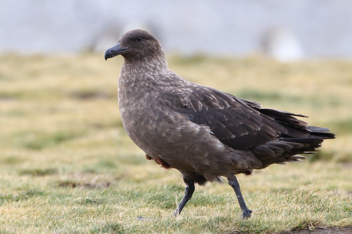 Brown Skua (Subantarctic) - ML621878196