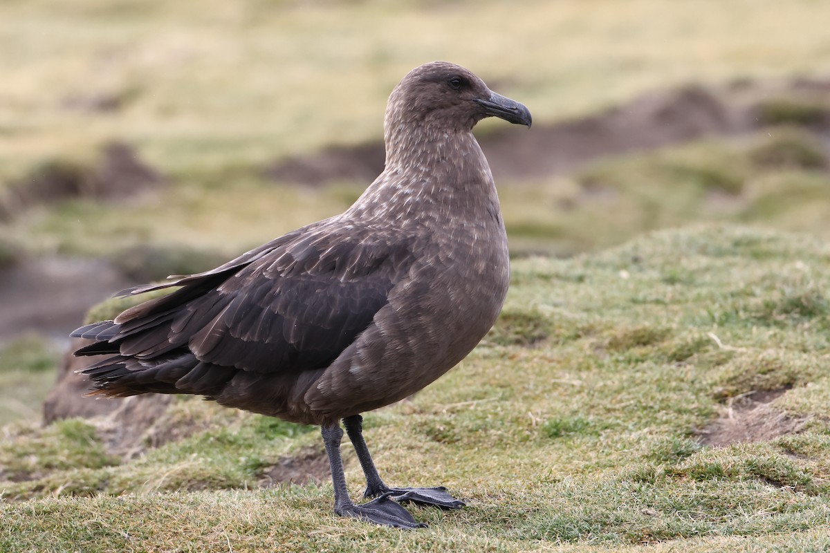 Brown Skua (Subantarctic) - Ohad Sherer