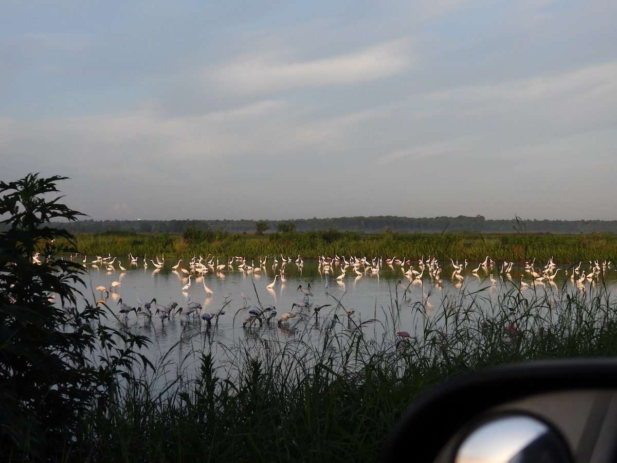 Wood Stork - ML621878202