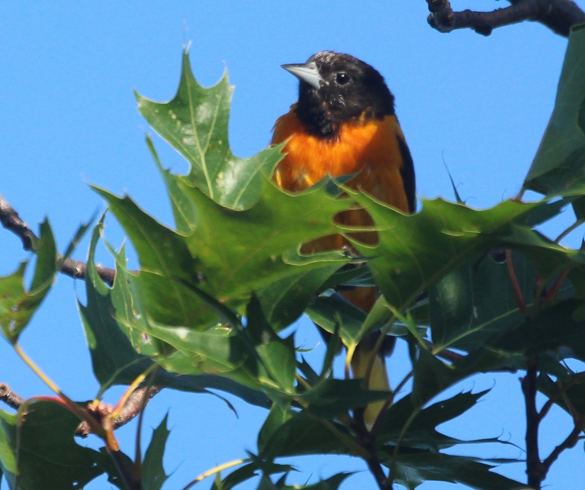 Baltimore Oriole - ML621878215