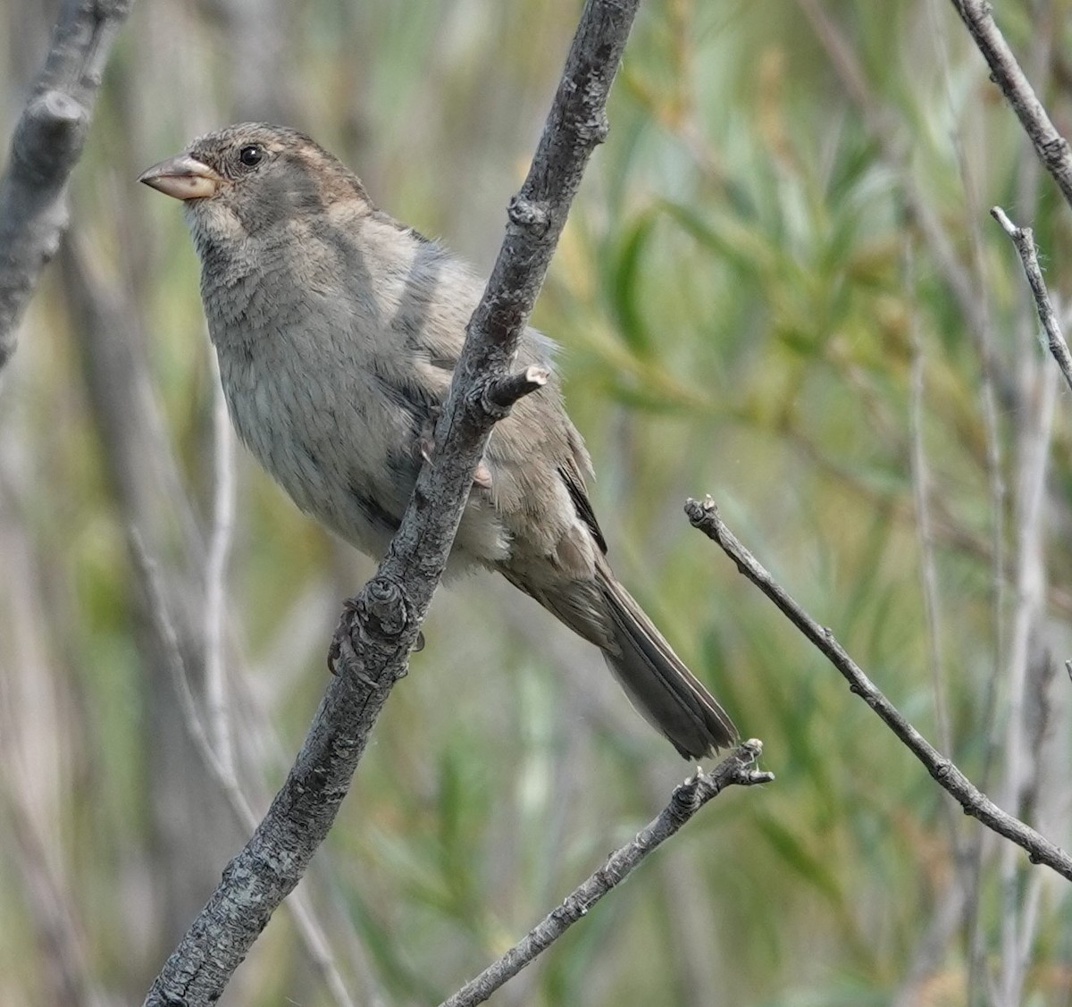 House Sparrow - ML621878230