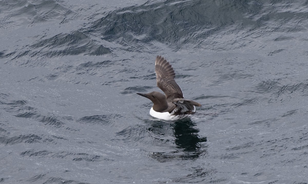 Common Murre - ML621878242