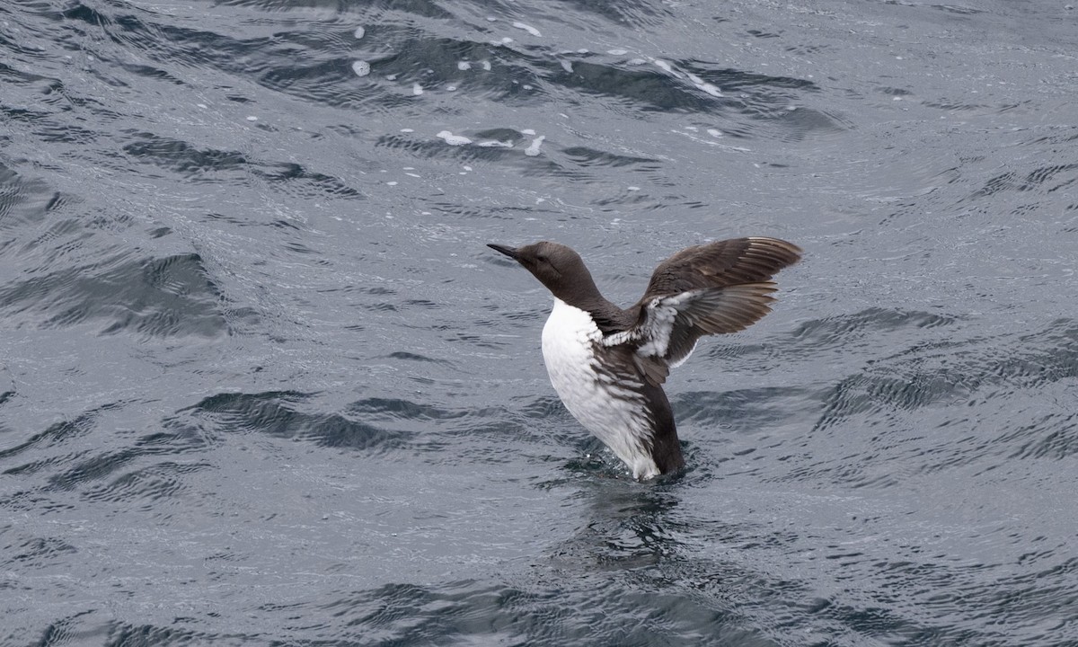 Common Murre - ML621878243