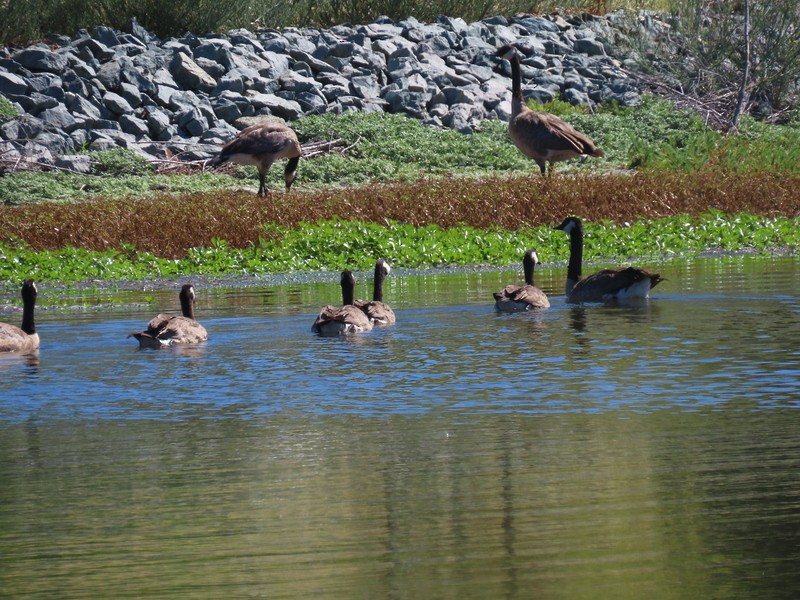 Canada Goose - ML621878269