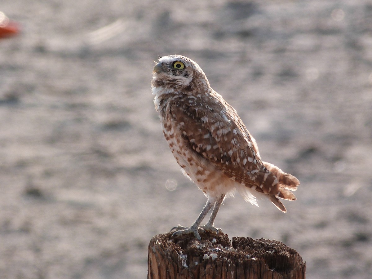 Burrowing Owl - ML621878274