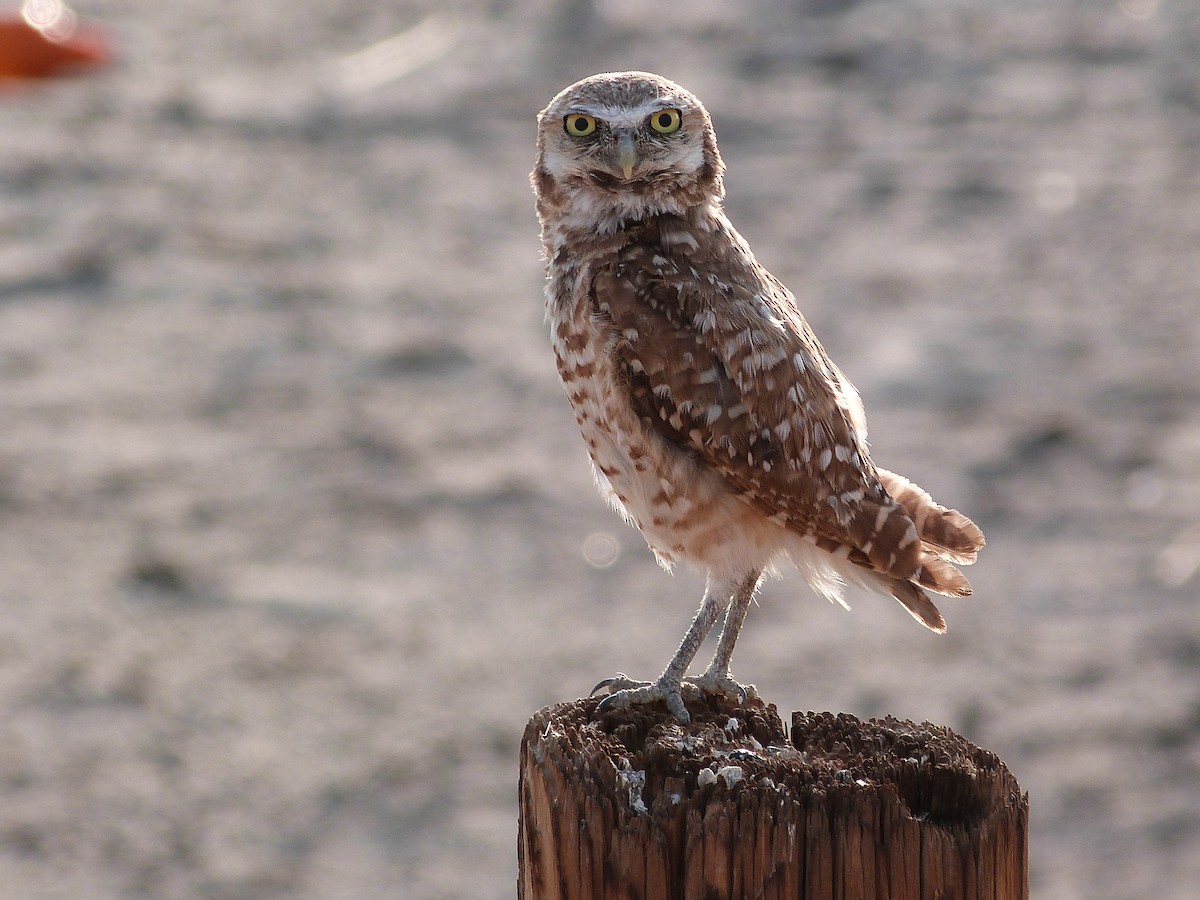 Burrowing Owl - ML621878277