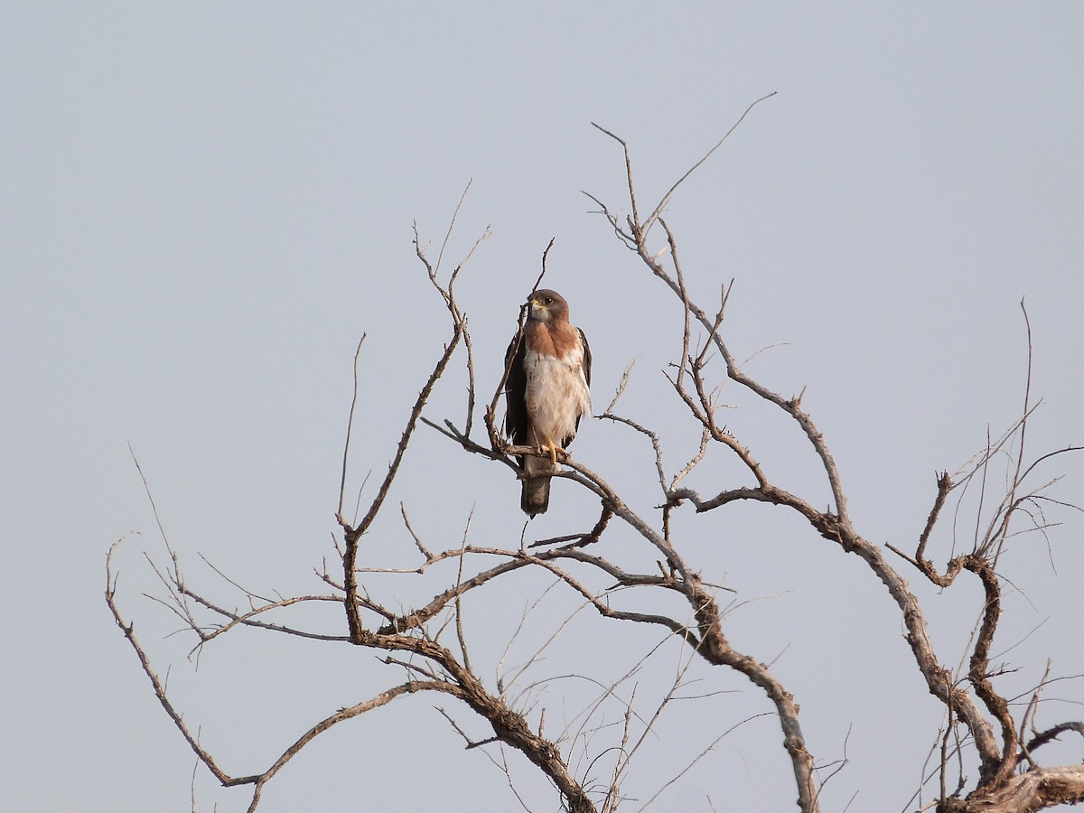 Swainson's Hawk - ML621878288