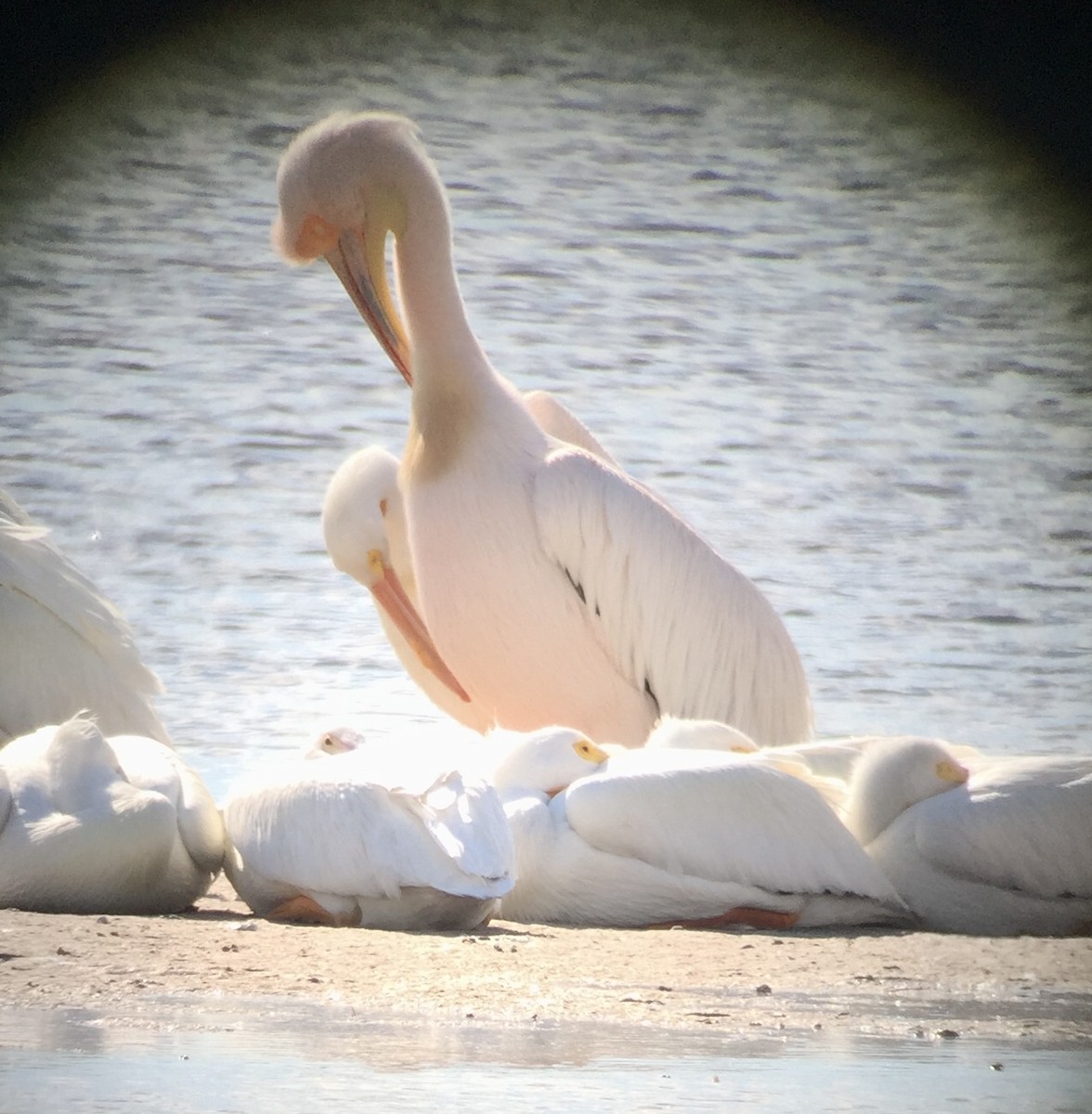 Great White Pelican - ML621878326