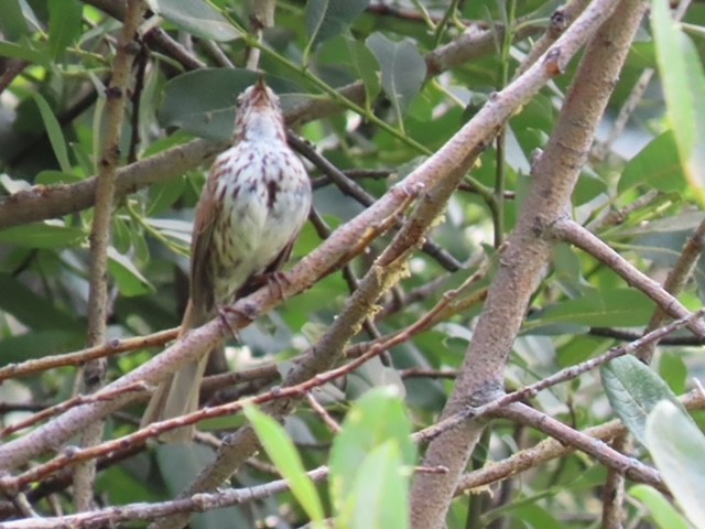 Song Sparrow - Bert Alm