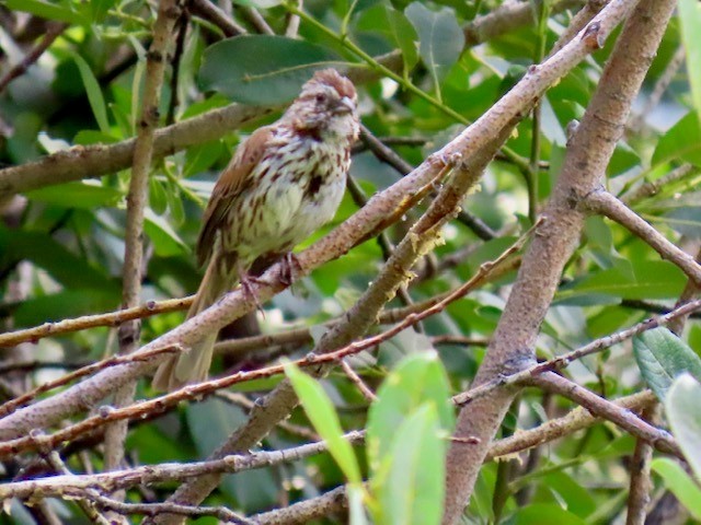 Song Sparrow - ML621878347