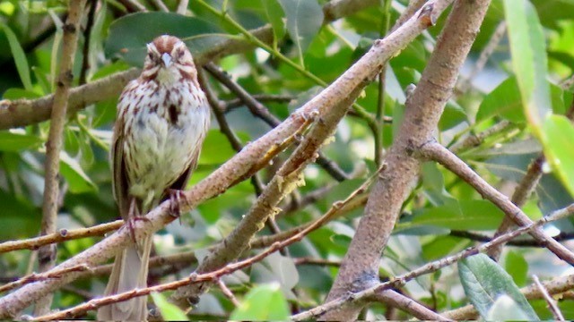 Song Sparrow - ML621878348