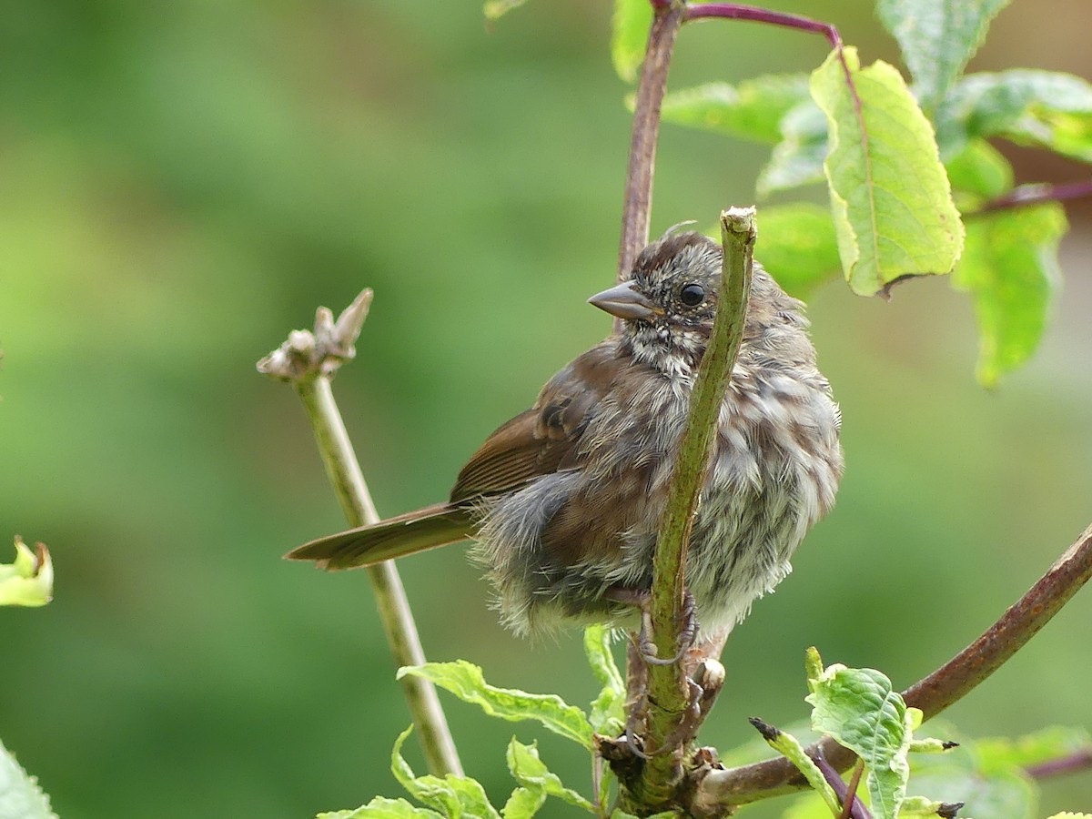 Song Sparrow - ML621878352