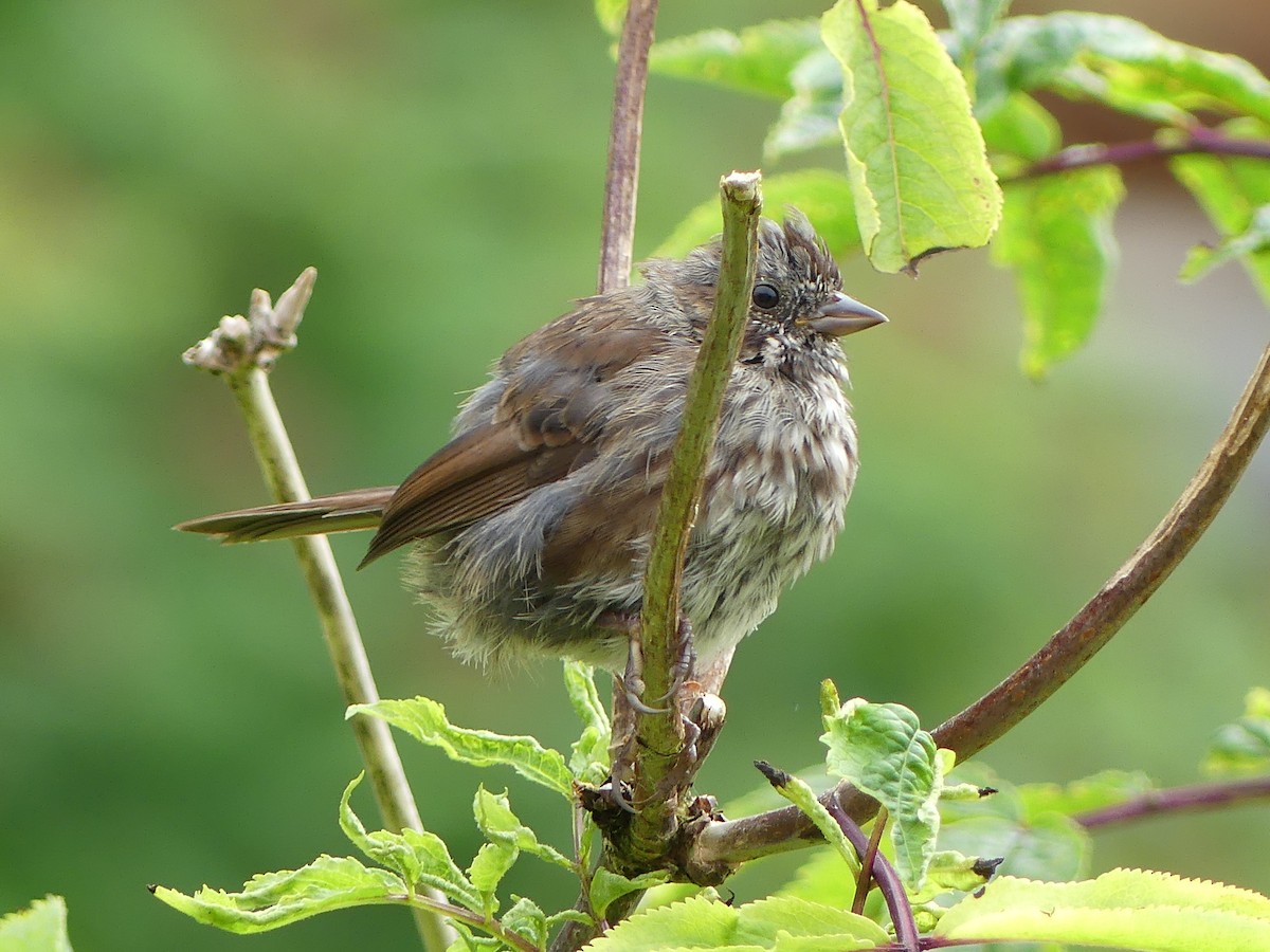 Song Sparrow - ML621878354