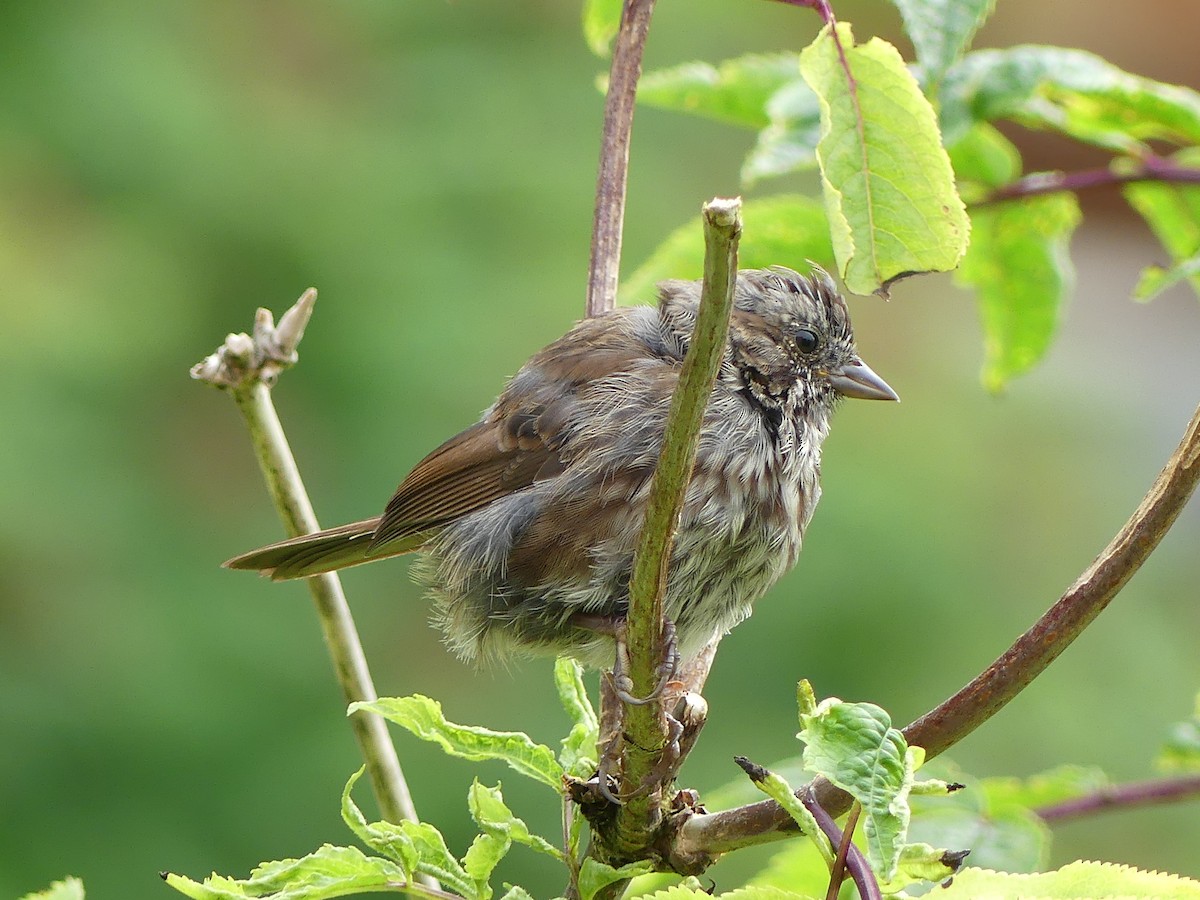 Song Sparrow - ML621878355