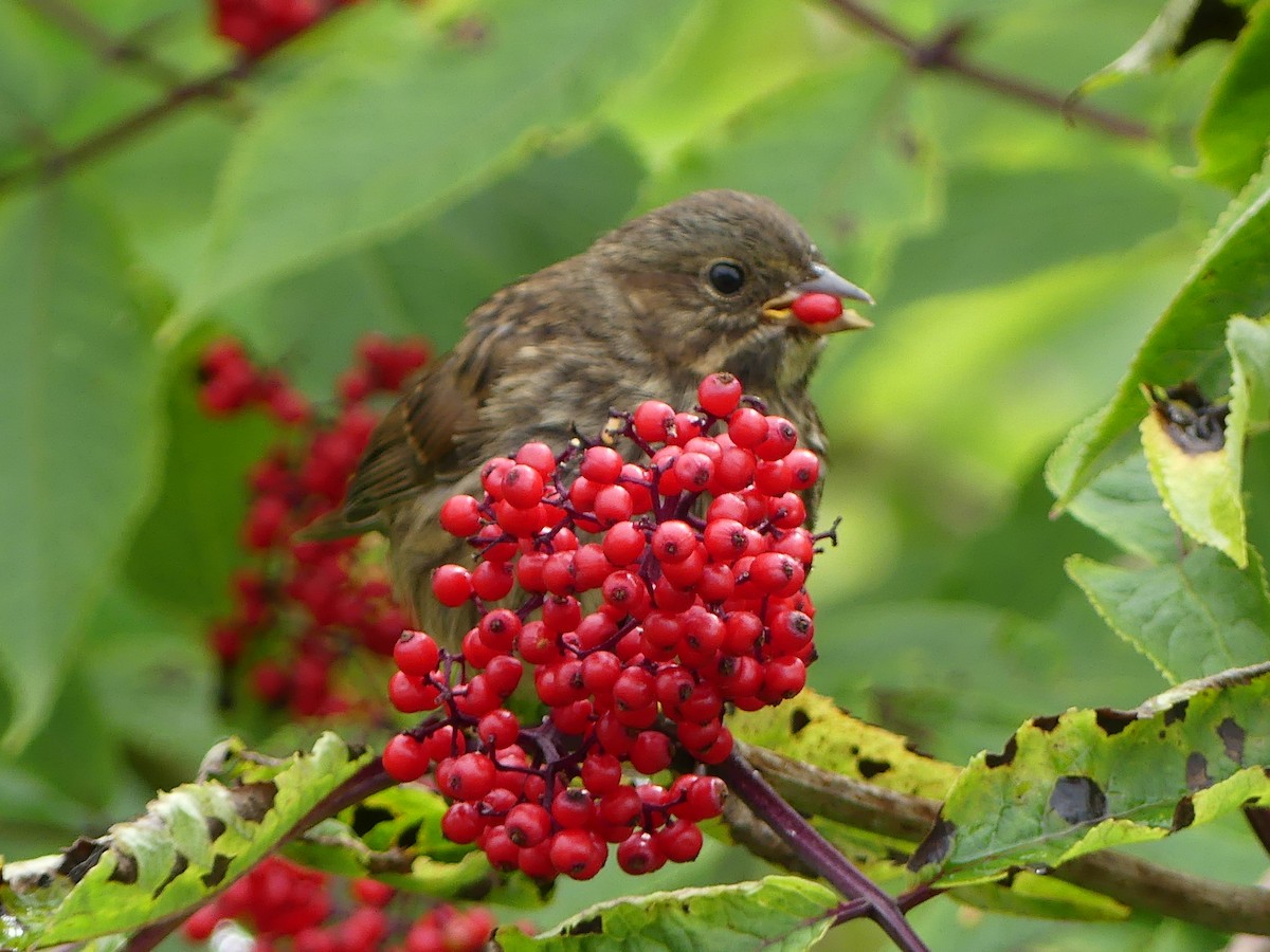 Song Sparrow - ML621878356