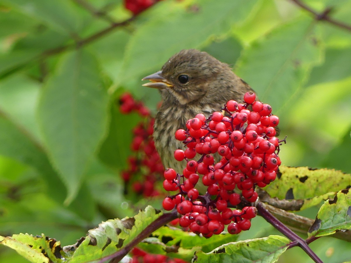 Song Sparrow - ML621878357