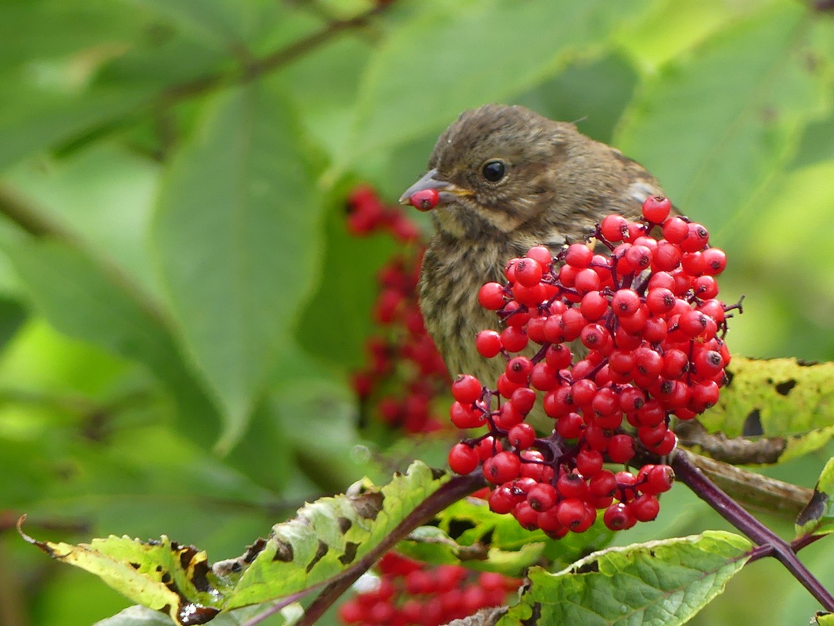 Song Sparrow - Gus van Vliet