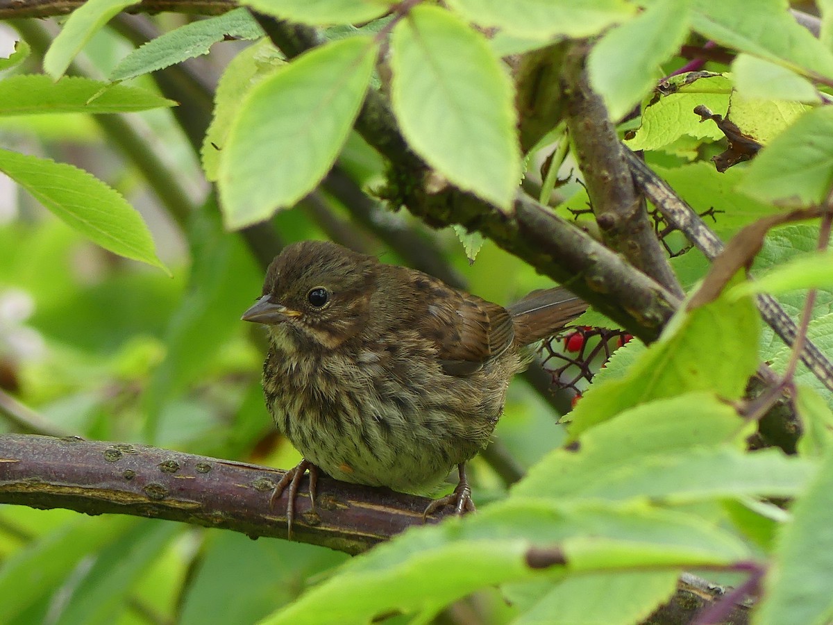 Song Sparrow - ML621878379