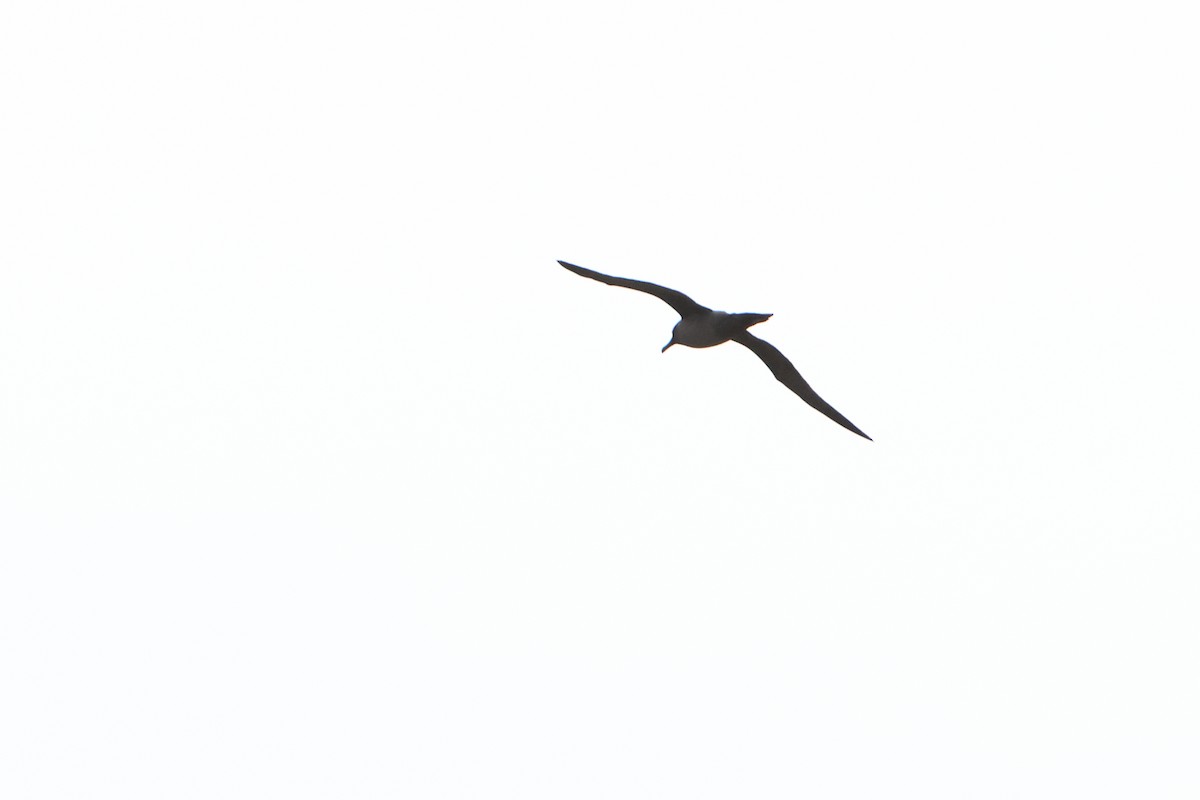 Light-mantled Albatross - ML621878385