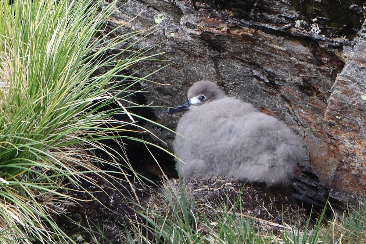 Light-mantled Albatross - ML621878386