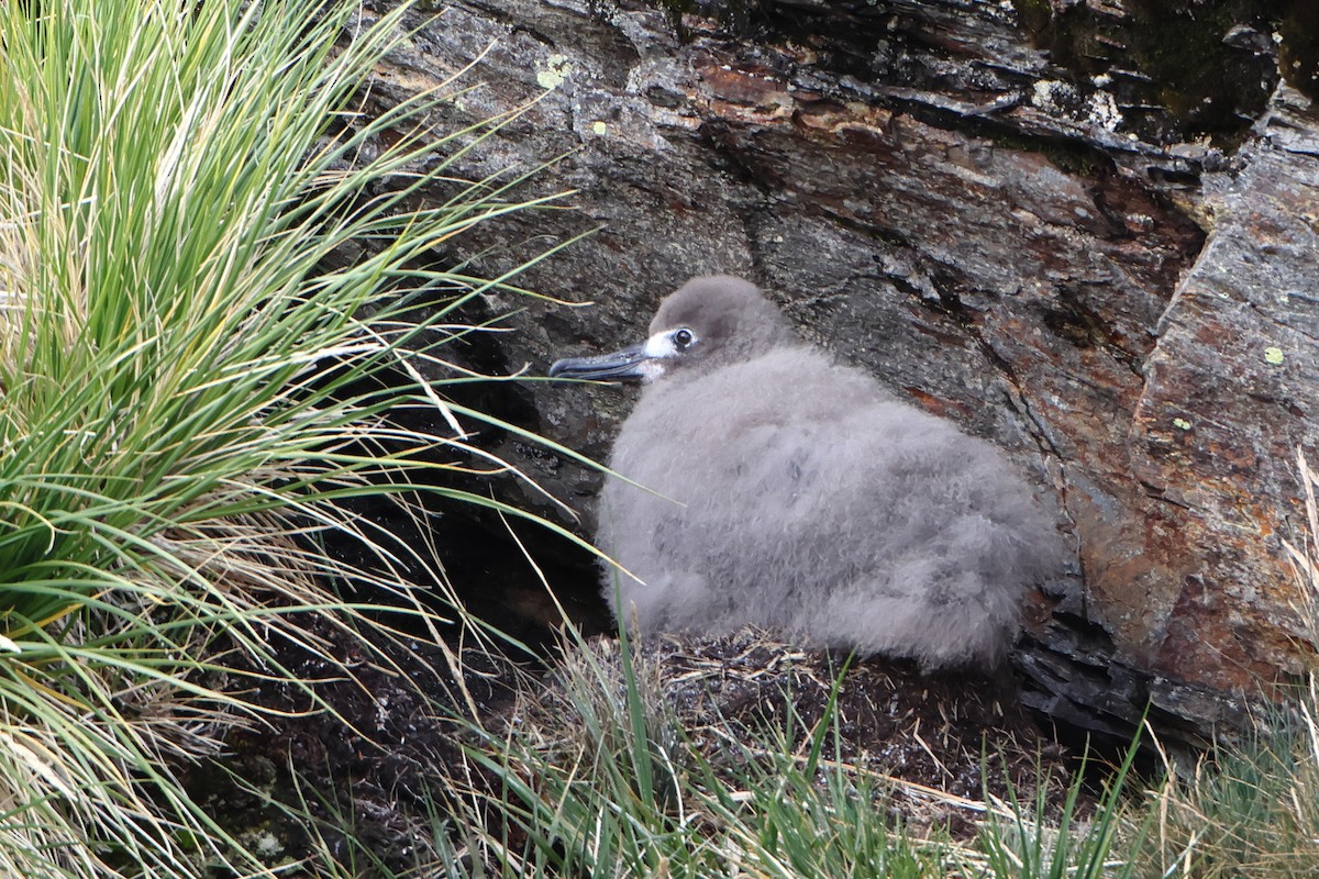 Light-mantled Albatross - ML621878387