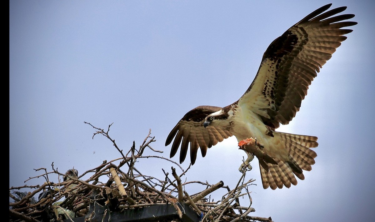 Osprey - ML621878405