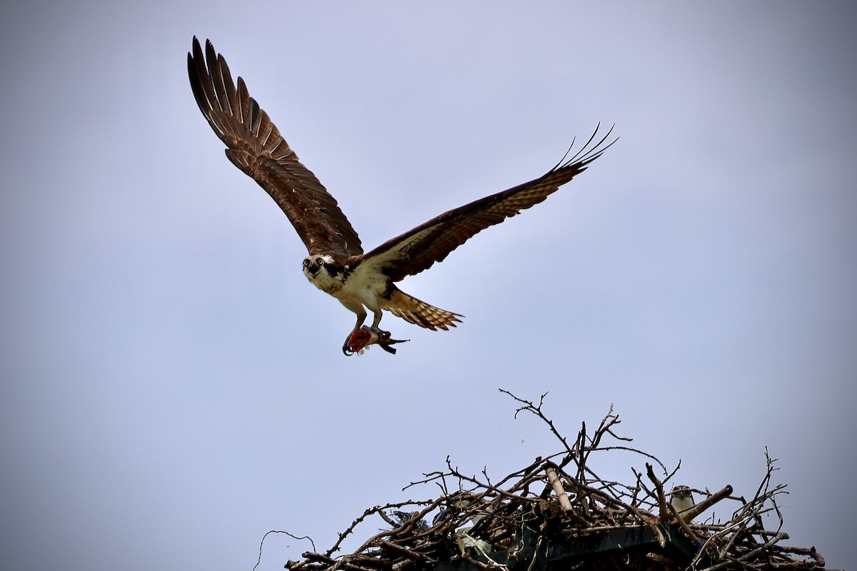 Osprey - ML621878406