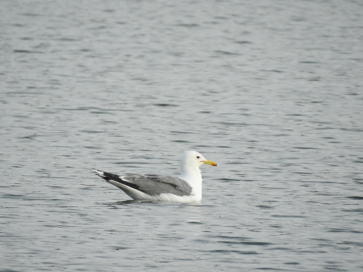California Gull - ML621878418