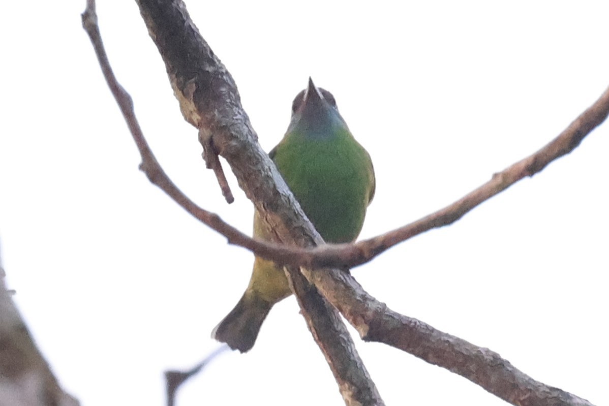 Blue Dacnis - ML621878437