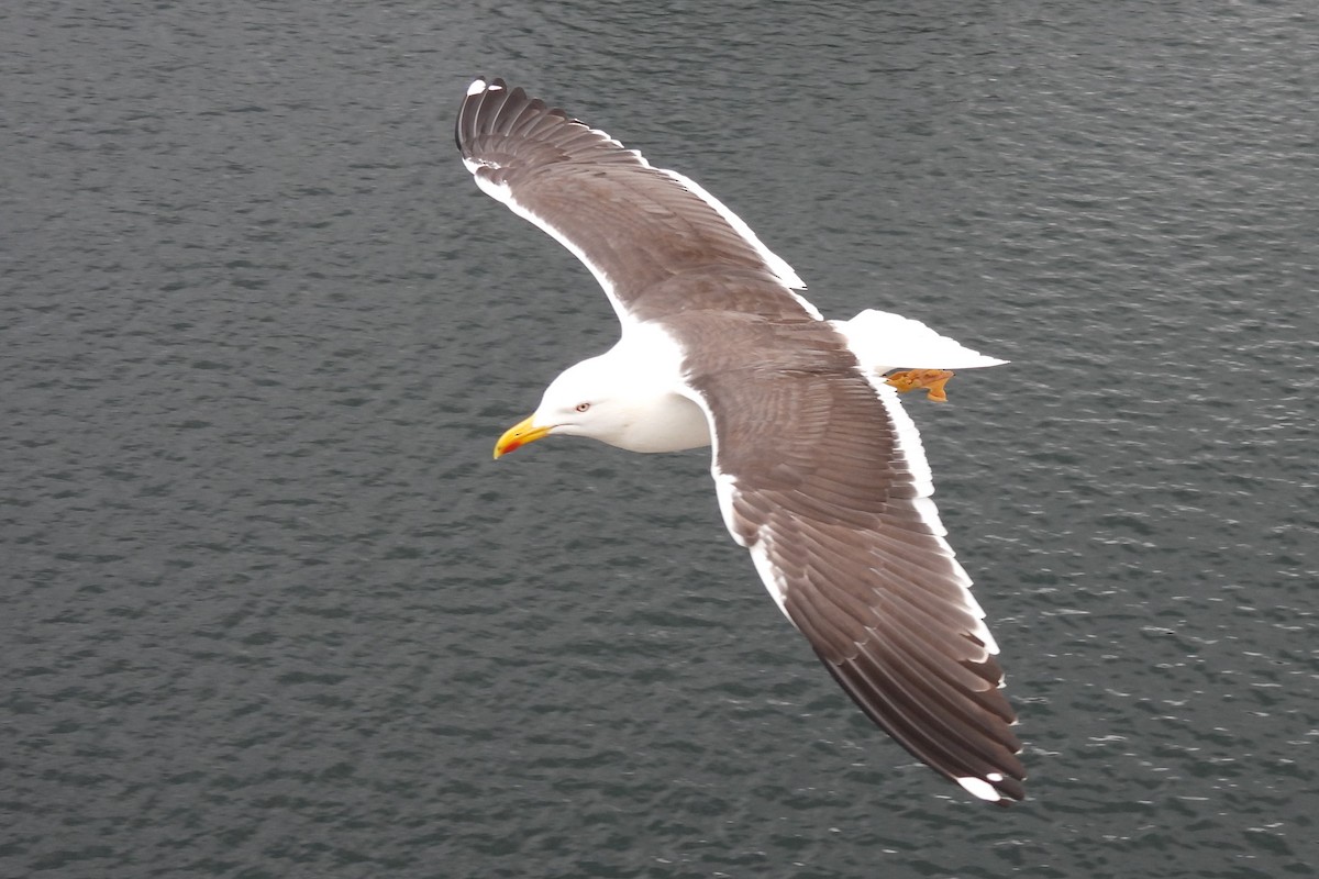 Lesser Black-backed Gull - Juan Manuel Pérez de Ana