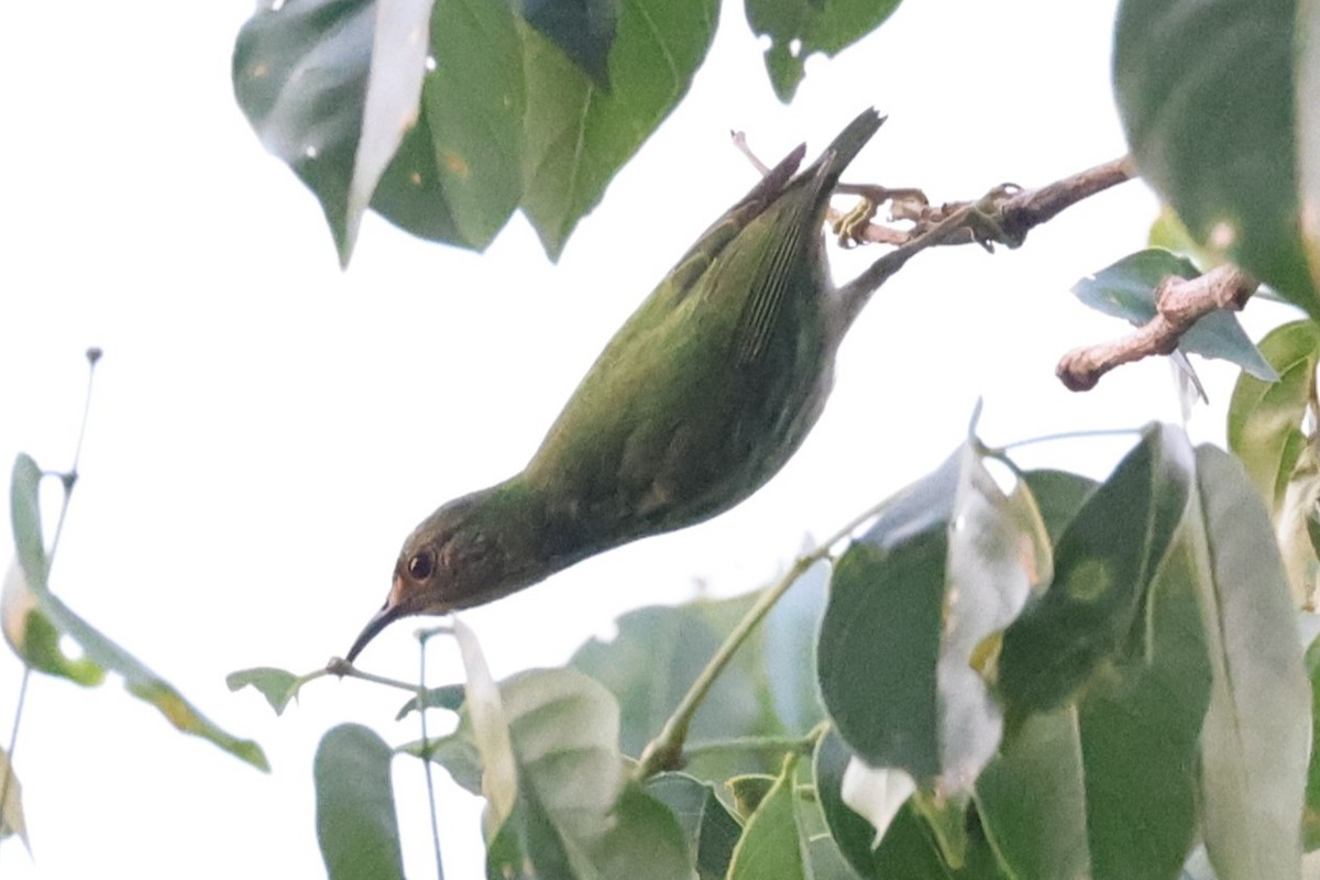 Purple Honeycreeper - ML621878442