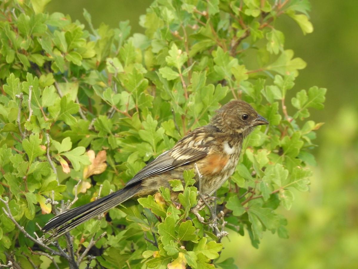 Spotted Towhee - ML621878451