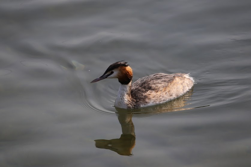 Great Crested Grebe - ML621878478