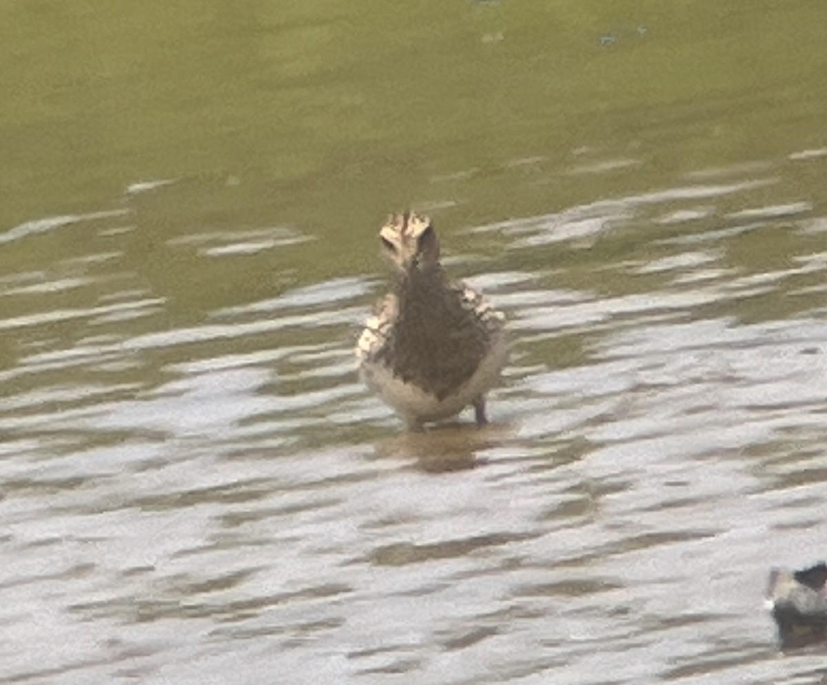 Pectoral Sandpiper - ML621878482