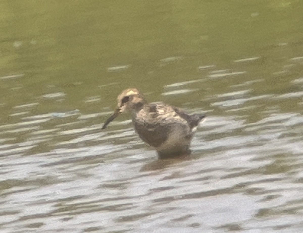 Pectoral Sandpiper - ML621878483