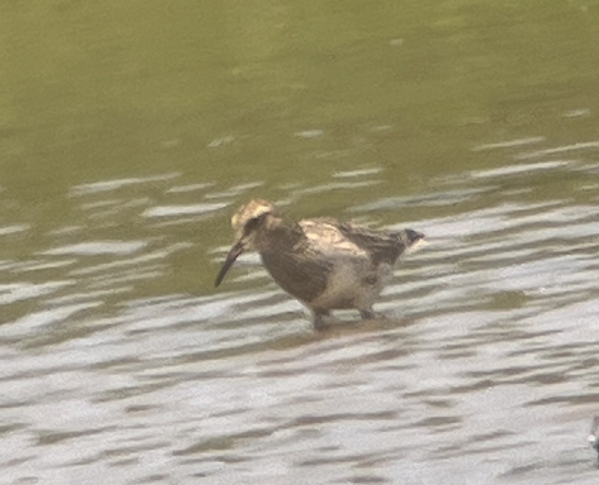 Pectoral Sandpiper - ML621878484