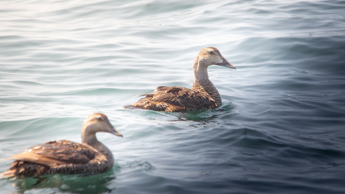 Common Eider (Dresser's) - ML621878491