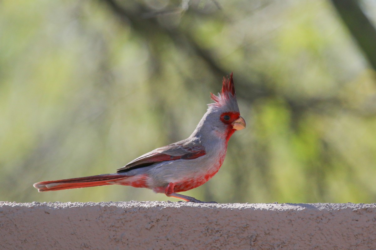 Pyrrhuloxia - ML621878503