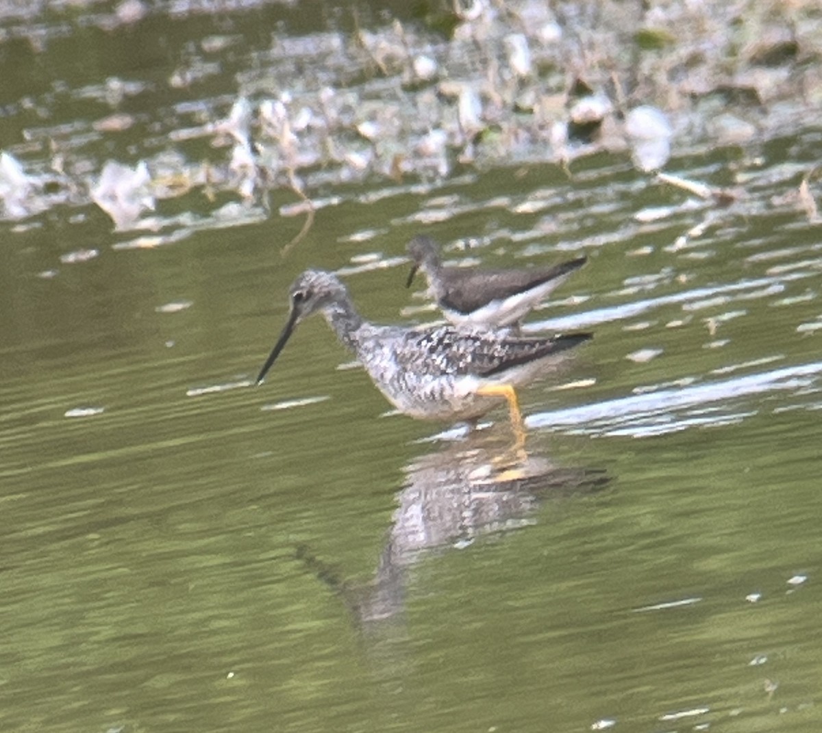 Greater Yellowlegs - ML621878512