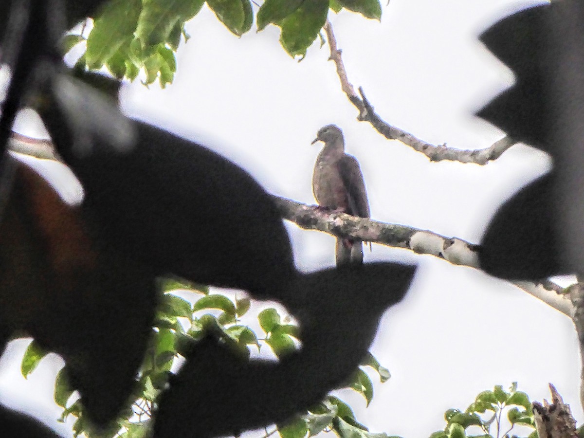 Amboyna Cuckoo-Dove - ML621878514