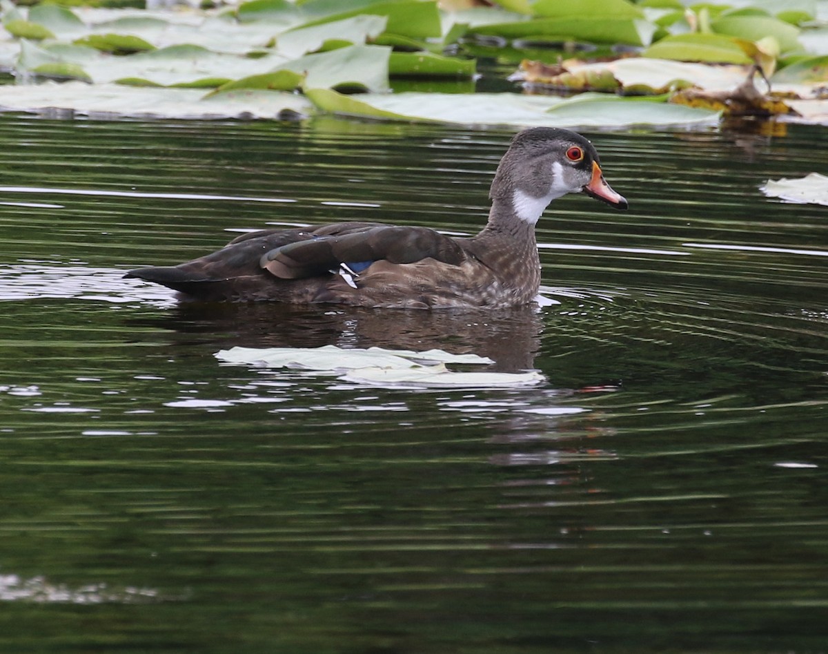 Wood Duck - Kernan Bell