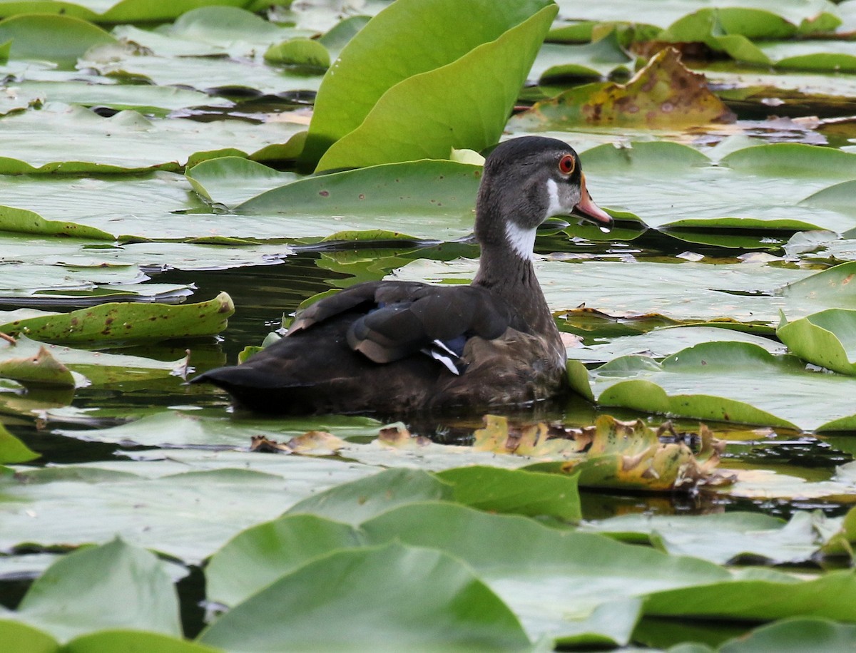 Canard branchu - ML621878520