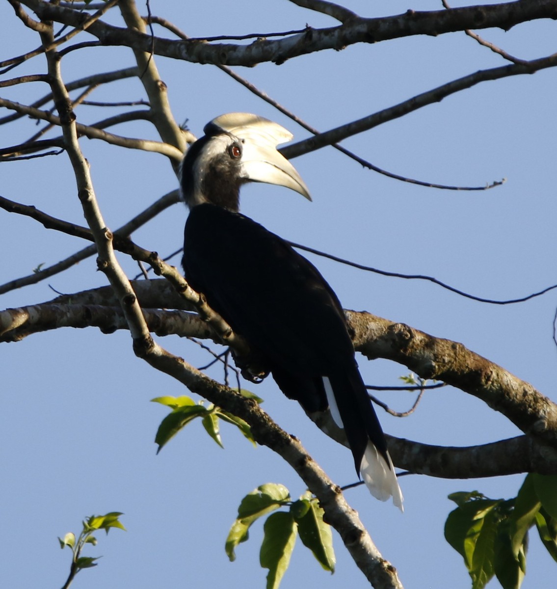 Black Hornbill - ML621878537