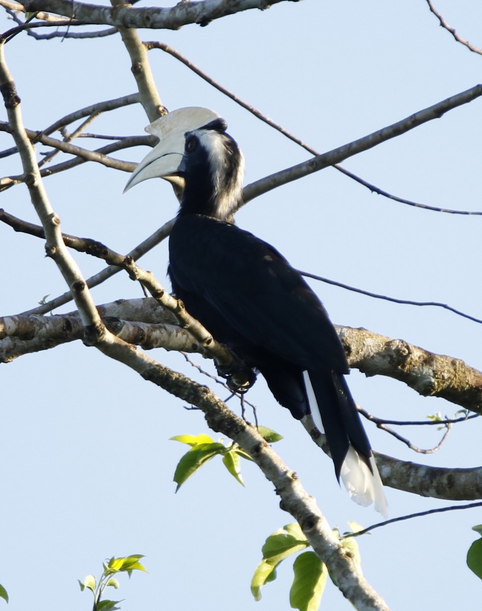 Black Hornbill - ML621878538