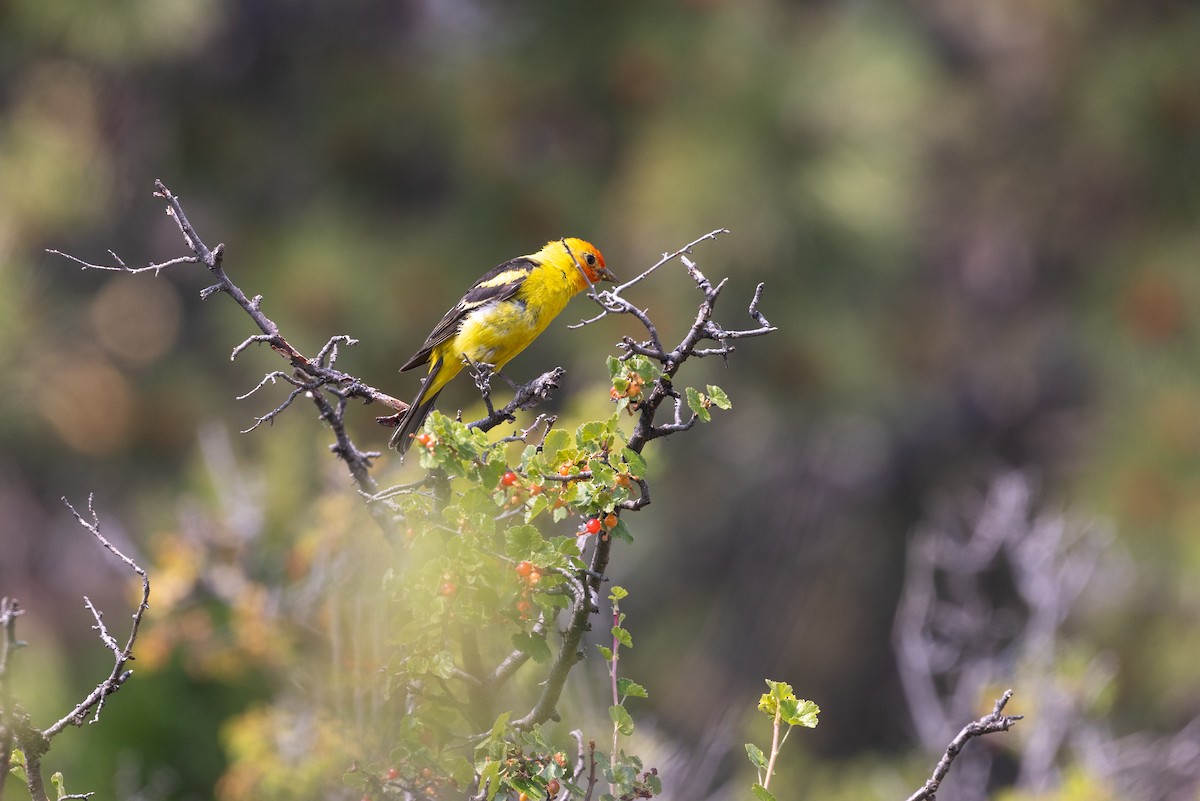 Western Tanager - ML621878545