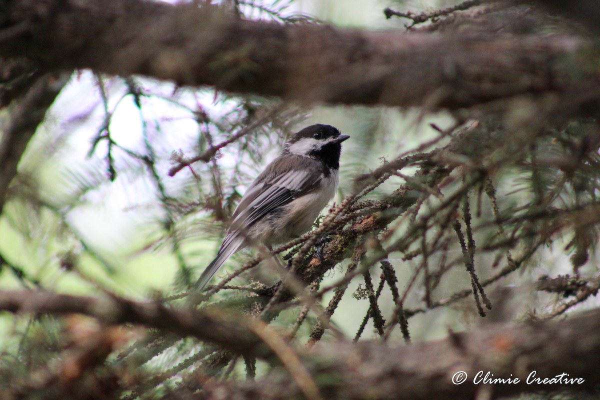 Black-capped Chickadee - ML621878548