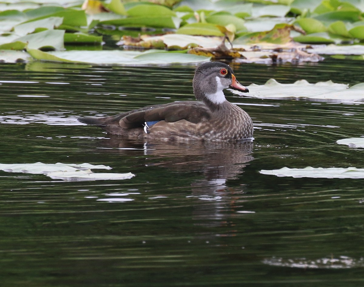 Canard branchu - ML621878551