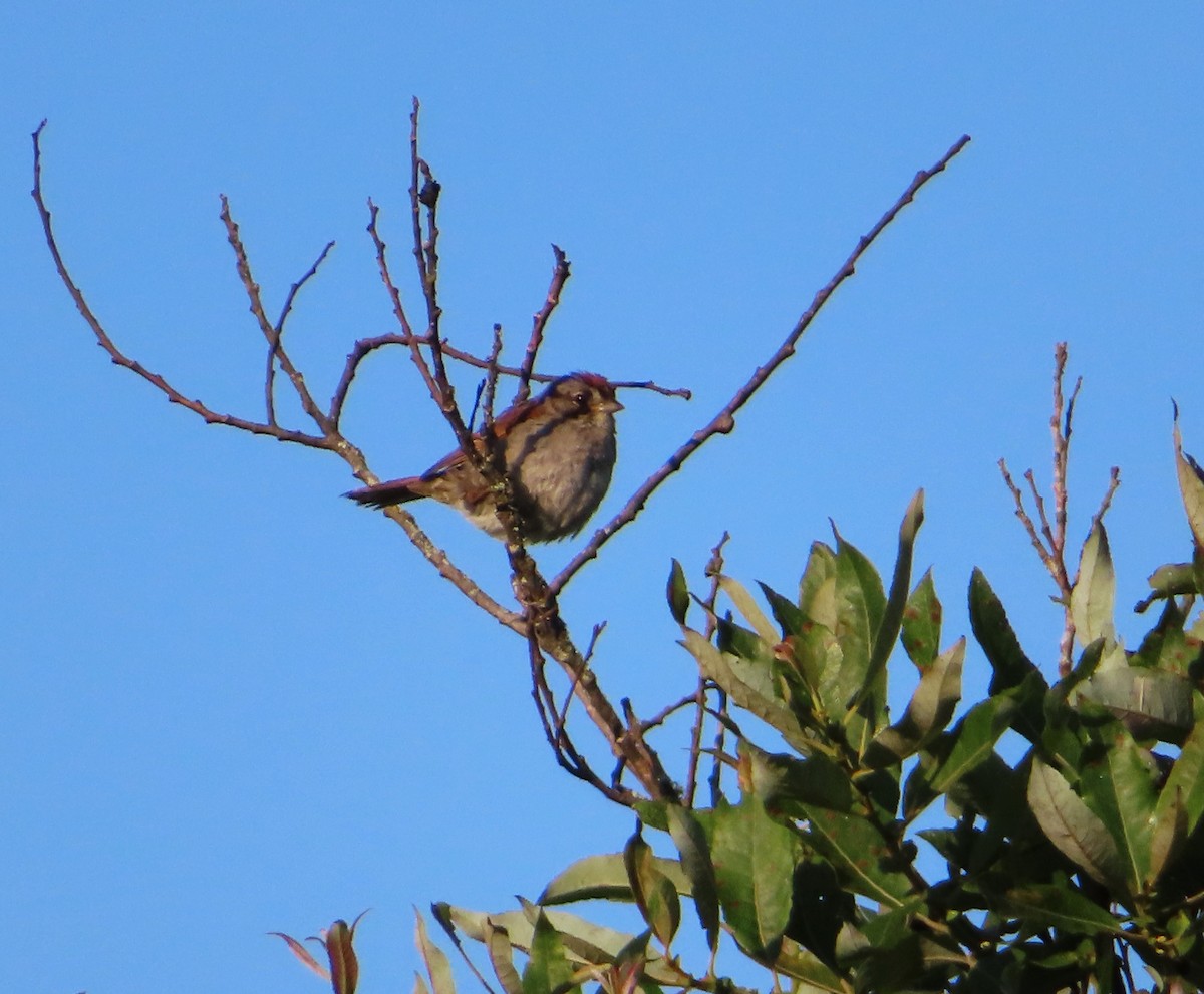 Swamp Sparrow - Chantal Labbé