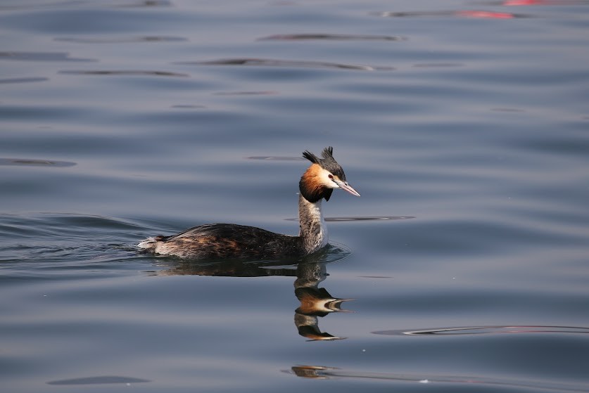 Great Crested Grebe - ML621878576