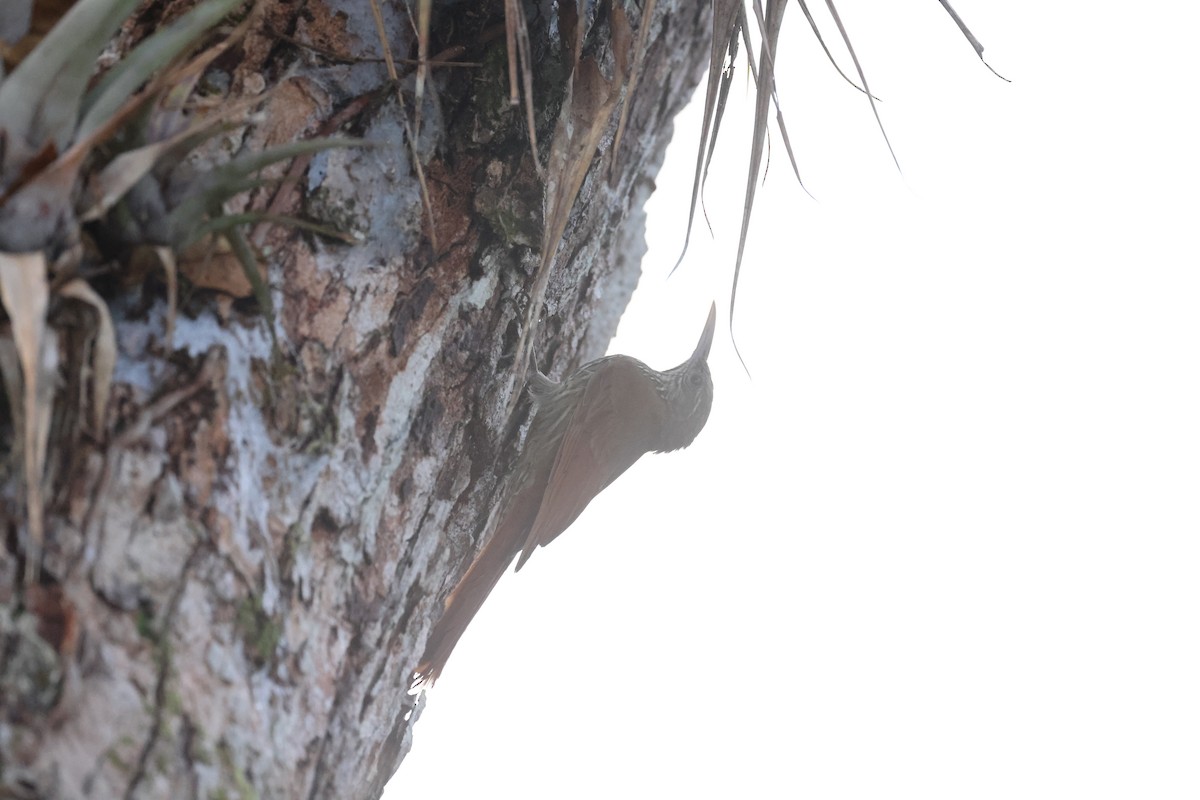 Straight-billed Woodcreeper - ML621878577